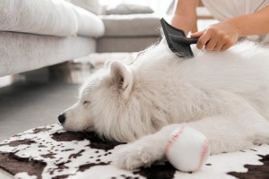 how-to-get-rid-of-dog-hair