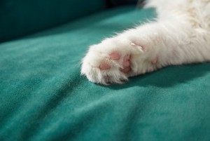 premium-velvet-sofa-cover-for-cats